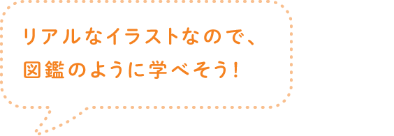 リアルなイラストなので、図鑑のように学べそう！