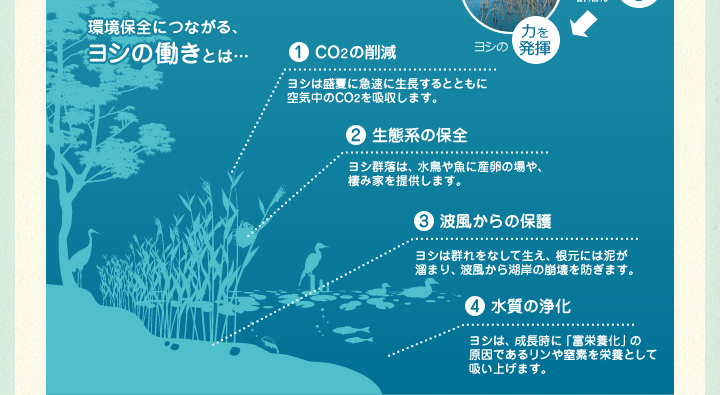 環境保全につながる、 ヨシの働きとは…　1.CO2の削減　2.生態系の保全　3.波風からの保護　4.水質の浄化